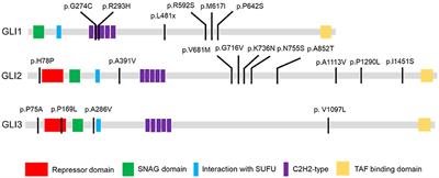 Deleterious Rare Mutations of GLI1 Dysregulate Sonic Hedgehog Signaling in Human Congenital Heart Disease